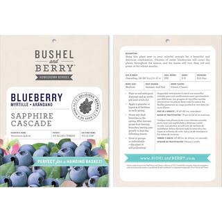 BUSHEL AND BERRY 10 in. Bushel and Berry Sapphire Cascade Fruit Bearing Potted Blueberry Plant in Hanging Basket O8924H1