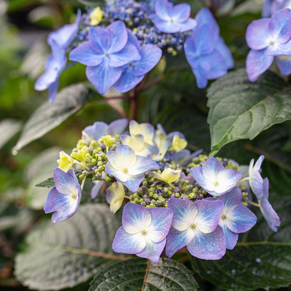 Endless Summer 2 Gal. Pop Star Reblooming Hydrangea Flowering Shrub with Electric Blue or Pink Lacecap Flowers 17206