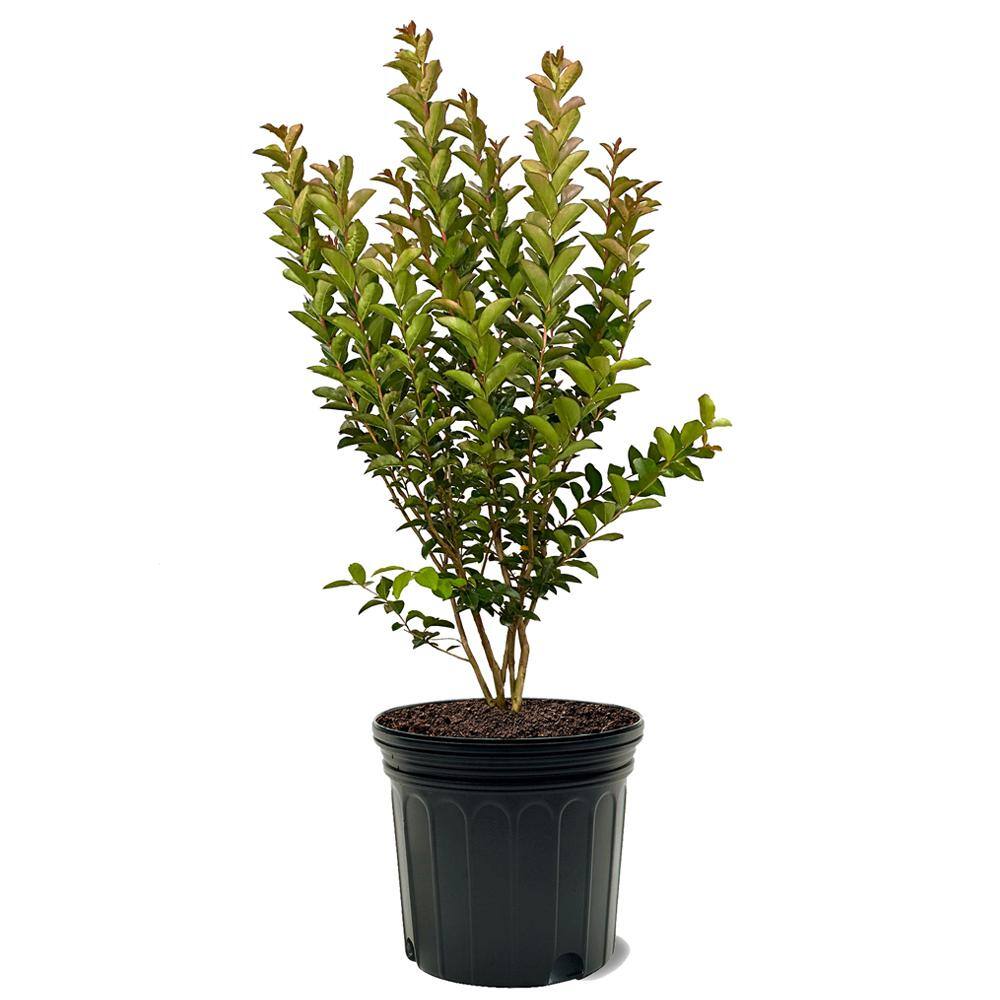 SOUTHERN LIVING 7 Gal. Miss Sandra Crape Myrtle Tree CRMMSA07G