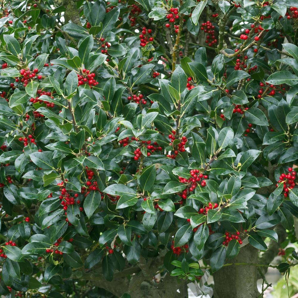 national PLANT NETWORK 2.25 Gal. Holly Needlepoint Shrub HD7148