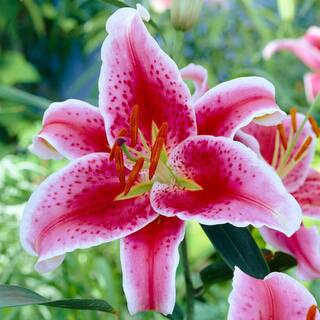 Garden State Bulb 1618 cm Stargazer Oriental Lily Flower Bulbs (Bag of 30) ECS-47-30-03