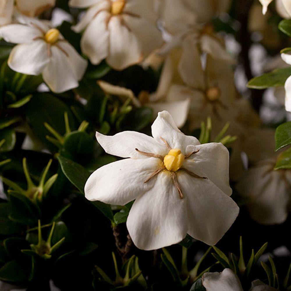 SOUTHERN LIVING 2.5 Qt. Scentamazing Gardenia - Live Evergreen Shrub with White Fragrant Blooms 2102Q
