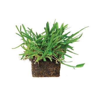 Sod Pods St Augustine Floratam Grass Plugs (64-Count) Natural Affordable Lawn Improvement SPSAF64