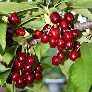 5 Gal. Bing Fruiting Cherry Tree CHEBIN05G
