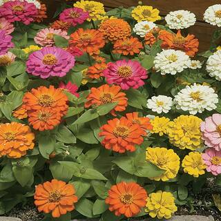 4.5 in. Mixed Zinnia Plant 996