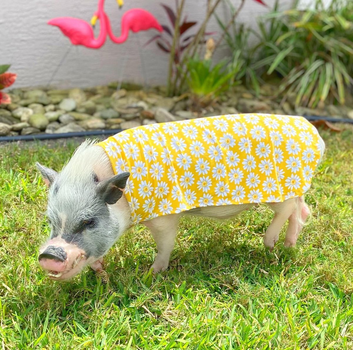 Morty's Pig Clothes Summer Sun Cloak UV Protection Mini Pig Dress， Blue Dot