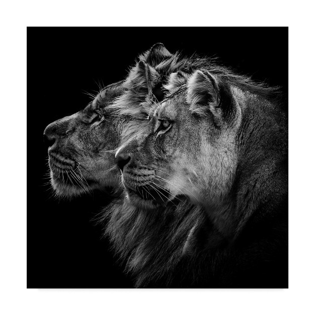 Trademark Fine Art laurent Lothare Dambreville x27 lion And Lioness Portrait x27 Canvas Art