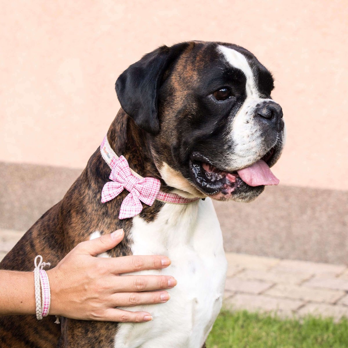 Pettsie Cotton Bow Tie Standard Dog Collar