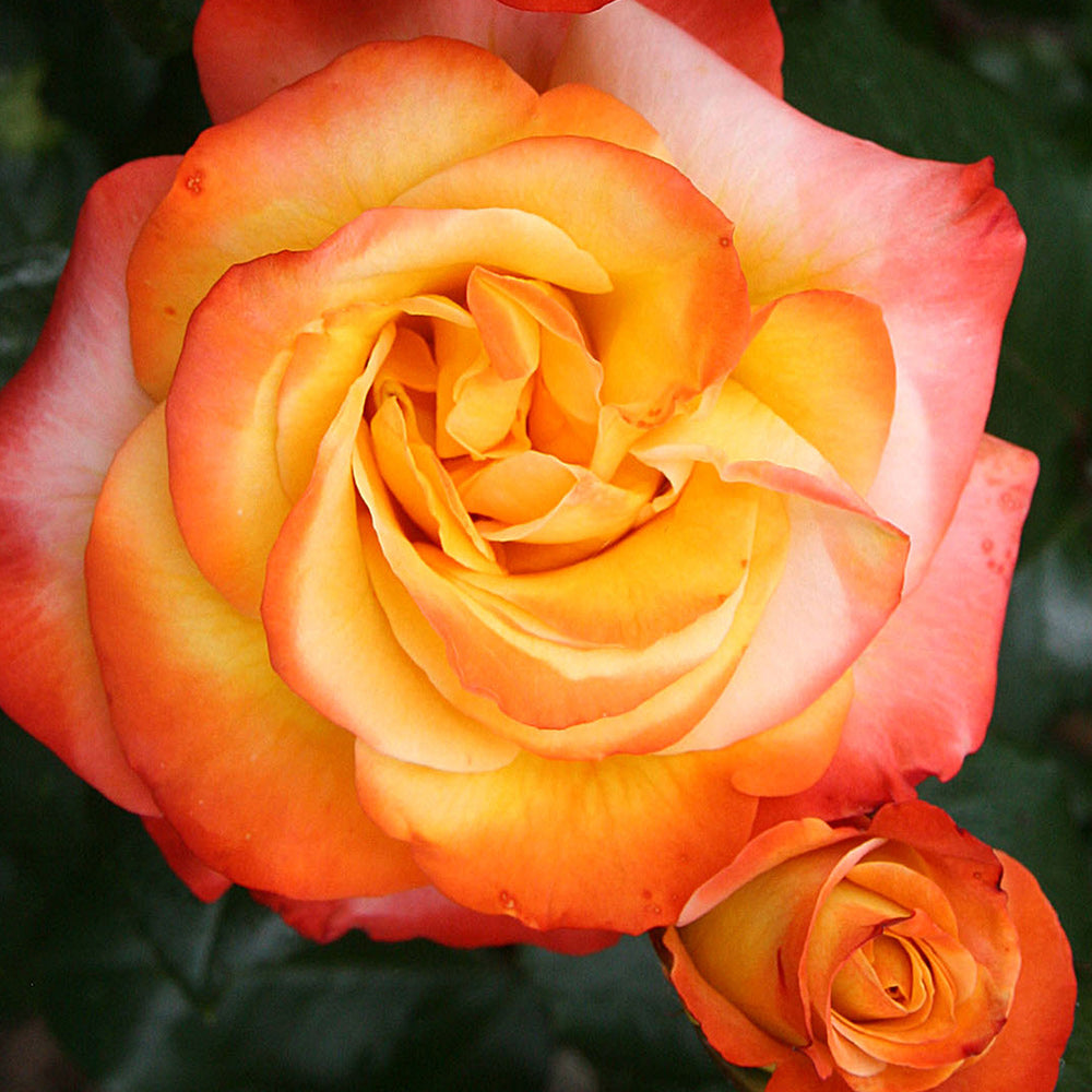 Sunita Shrub Rose by Heirloom Roses - Live Rose Bush