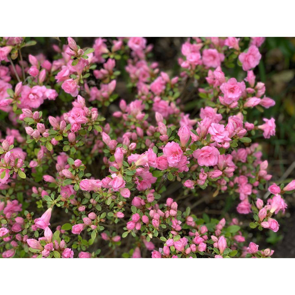 BELL NURSERY 1 Gal. RoseBud Azalea Live Flowering Evergreen Shrub Rosy Pink Double Flowers AZLEA1RBD1PK