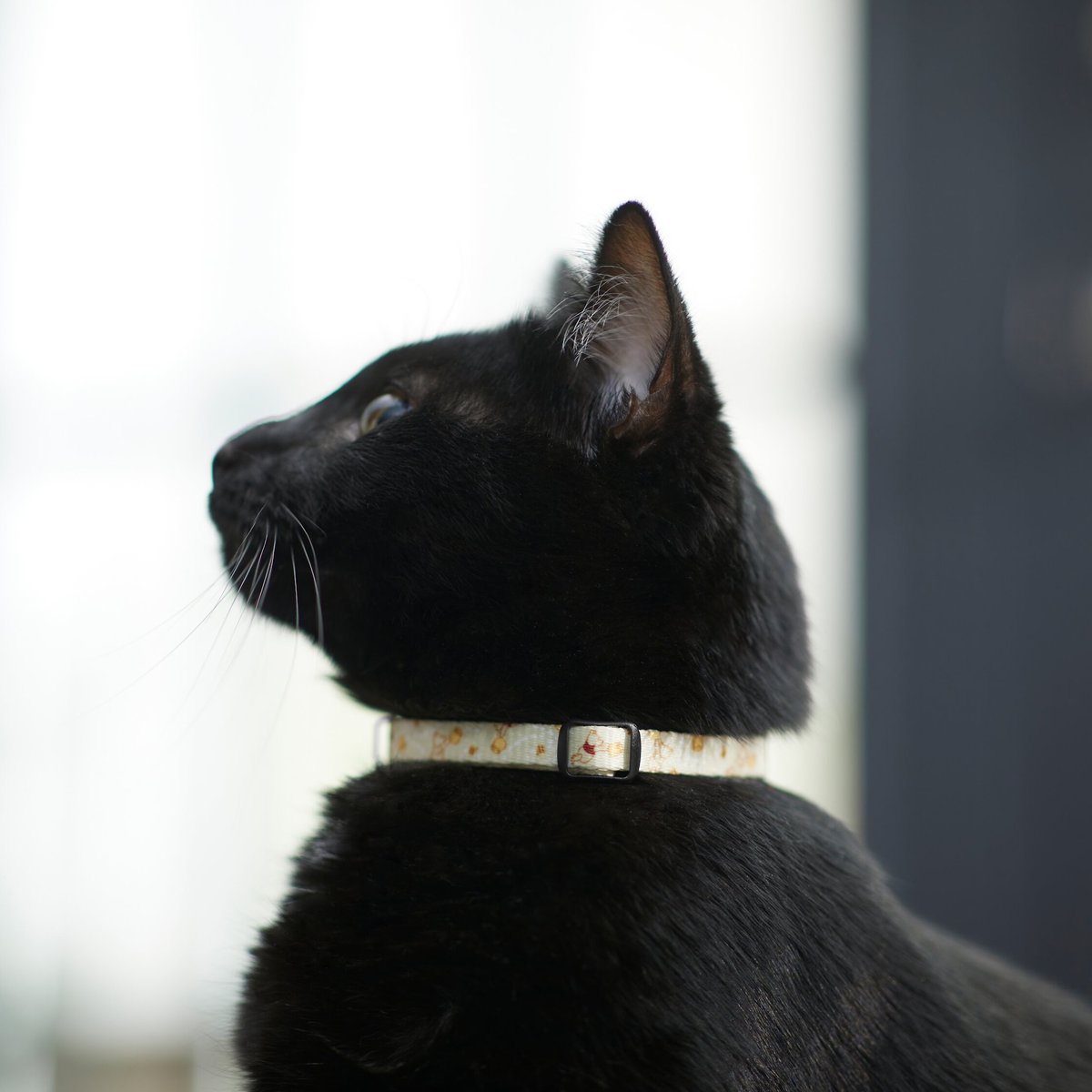 Disney Winnie the Pooh Cat Collar