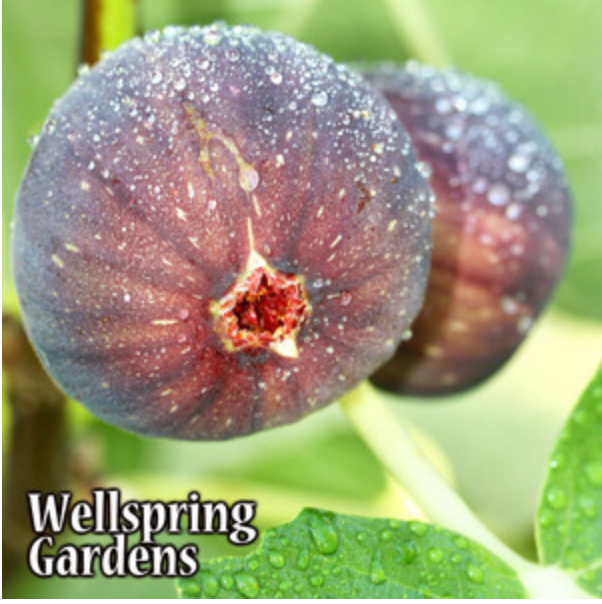 LSU Purple Fig Live Plant - Ficus carica - Wellspring Gardens Starter Plant