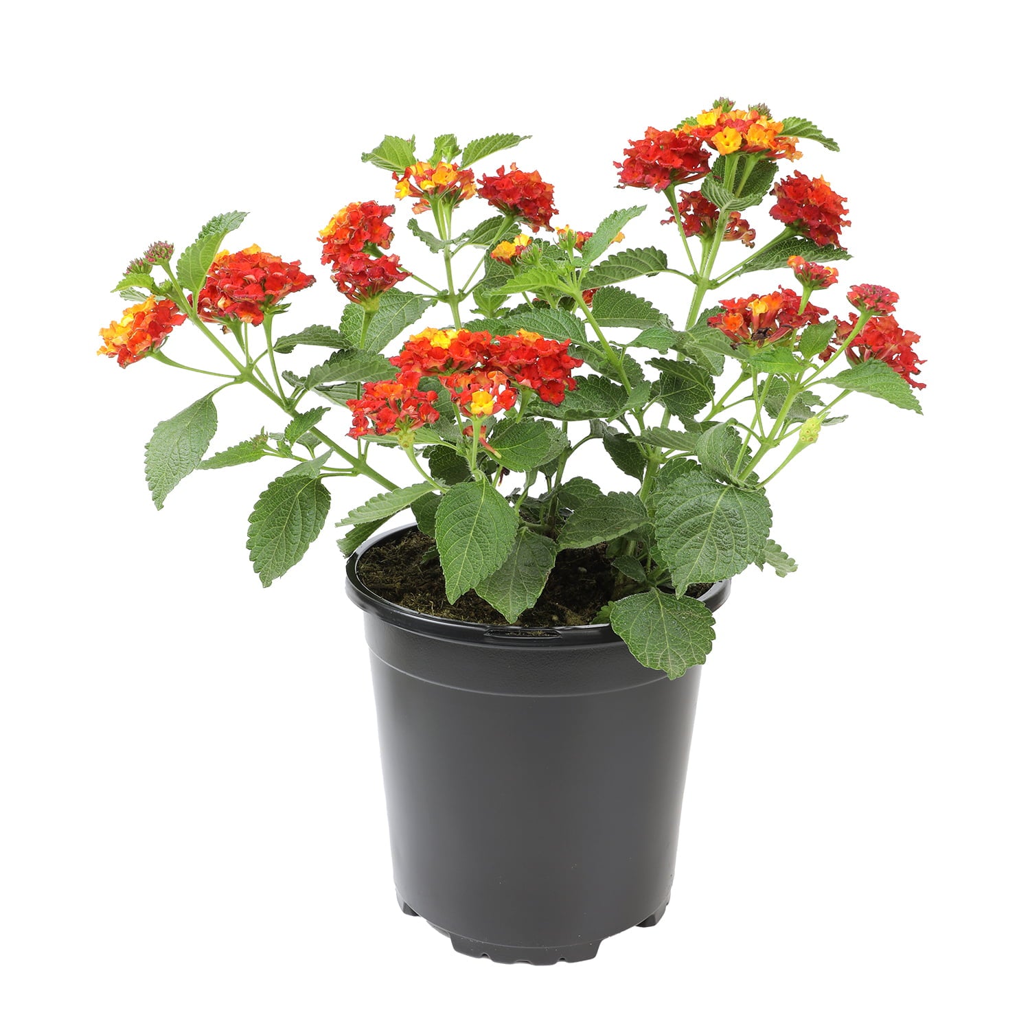 Expert Gardener 2.5QT Red Lantana Live Color Plant