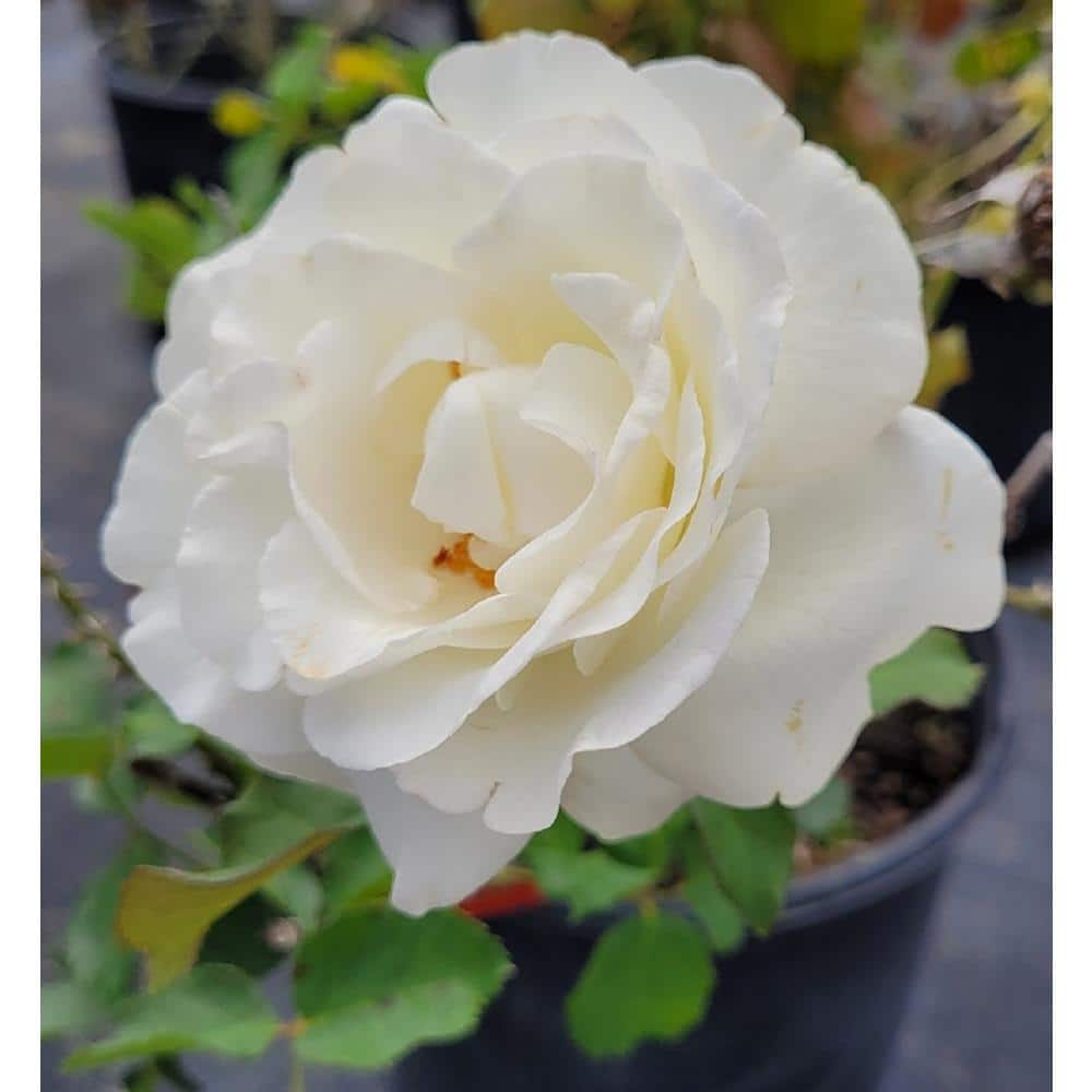 Pure Beauty Farms 3 Gal. Rose Assorted Colors Non-Patent in 12 in. Grower's Pot BOPIS5285