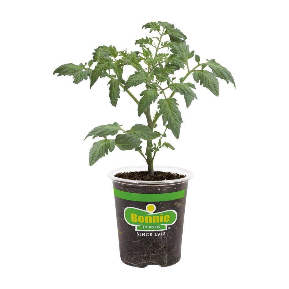 Bonnie Plants 19 oz. Seattles Best Heirloom Tomato Plant 0264