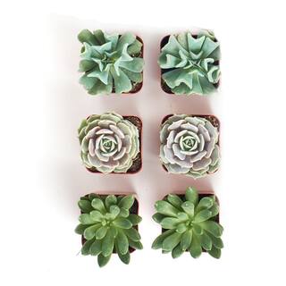 Shop Succulents Assortment of Hand Selected Fully Rooted Live Indoor Rose-Shaped Succulent Multi-Plants (6-Pack) 6-ROSE-2IN