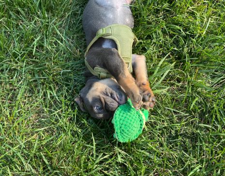 Tall Tails Baby Turtle Toy for Dogs