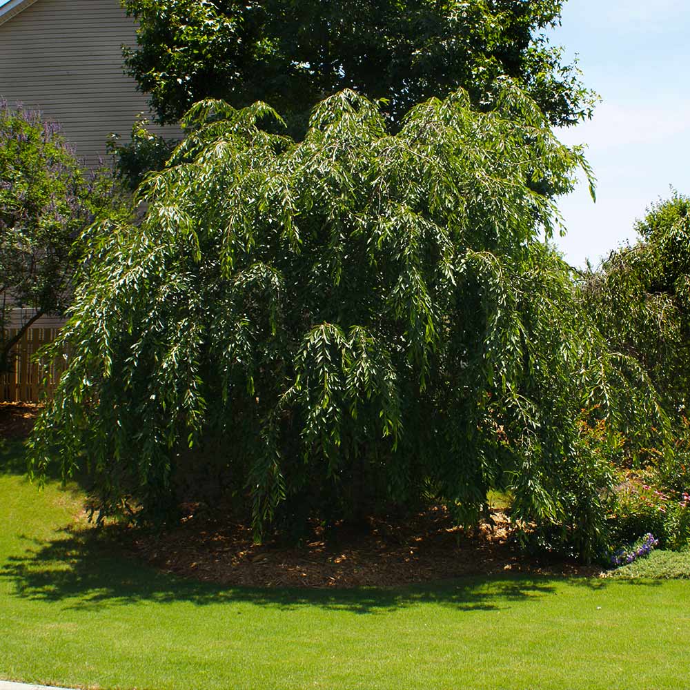 Double Pink Weeping Cherry Tree