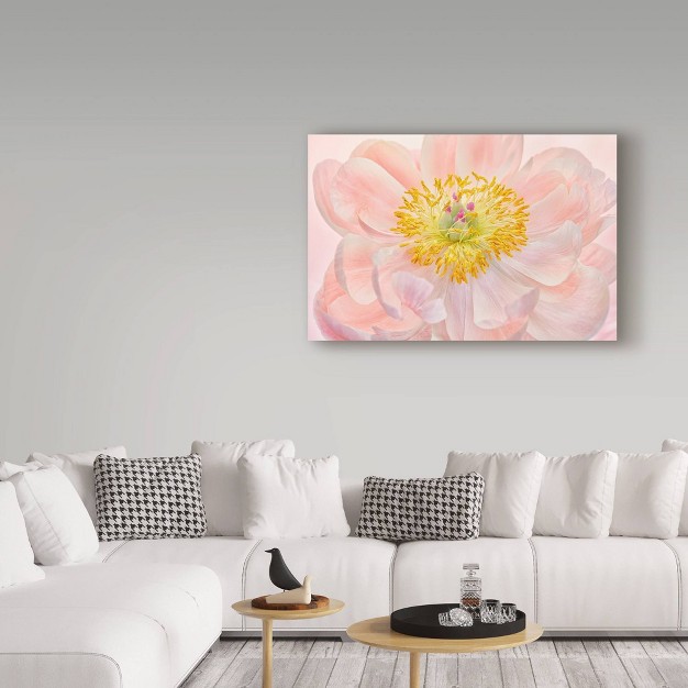 X 32 quot Salmon Pink Peony By Cora Niele Trademark Fine Art