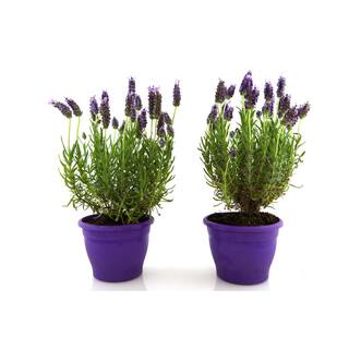 Online Orchards 1 Gal. English Lavender Plant with Incredible Purple Color and Fragrance (2-Pack) SBLV001