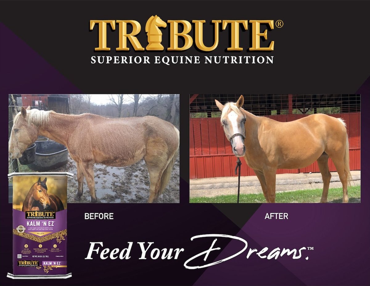 Tribute Equine Nutrition Kalm N' EZ Pellet Low-NSC， Molasses-Free Horse Feed