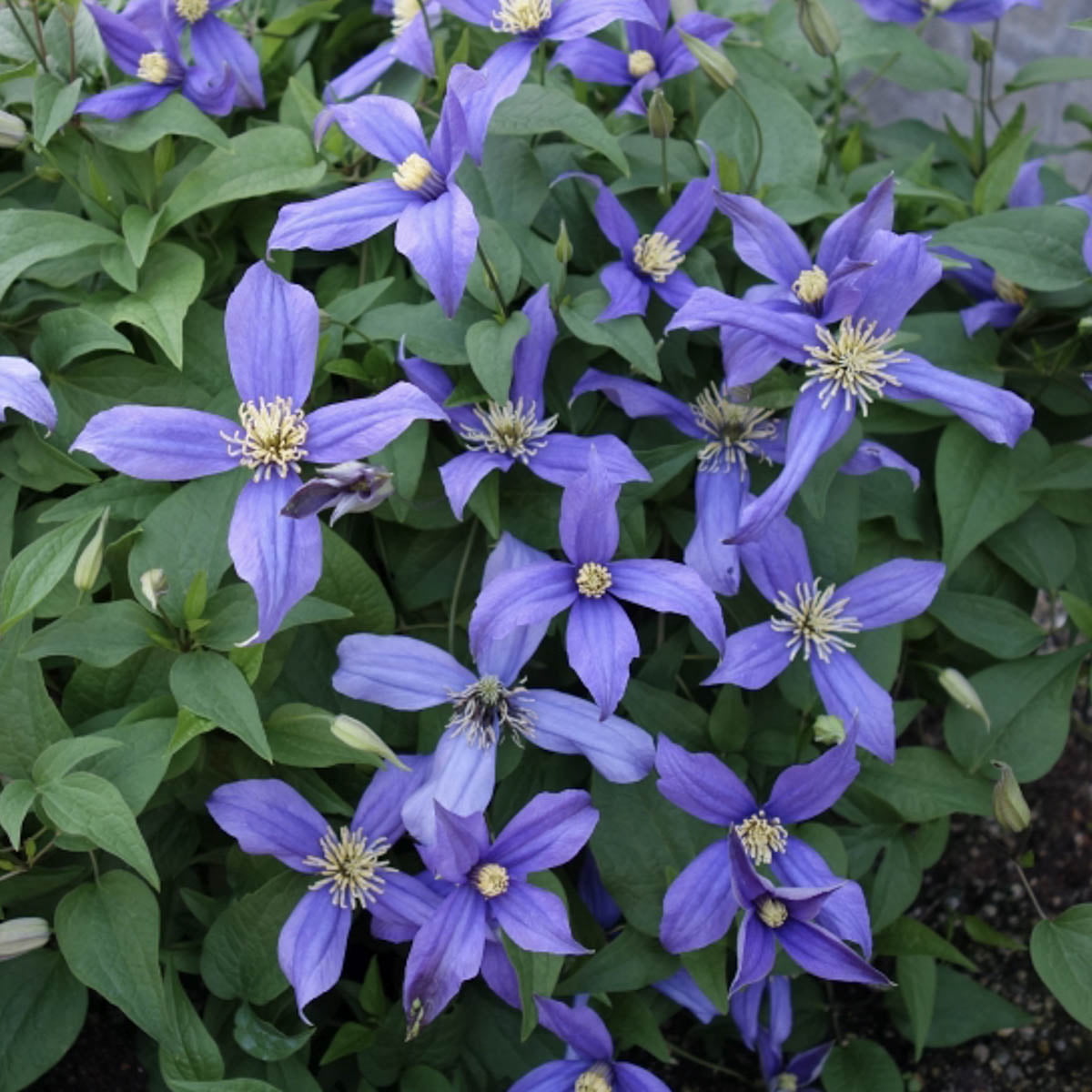 Chloe Clematis Bare Root Starter Perennial Plant (1-Pack)