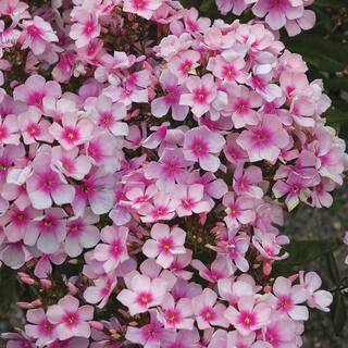 Vigoro 2 QT Phlox 'Festival Compact Rose Dark Eye' Pink Perennial Plant 1005991459