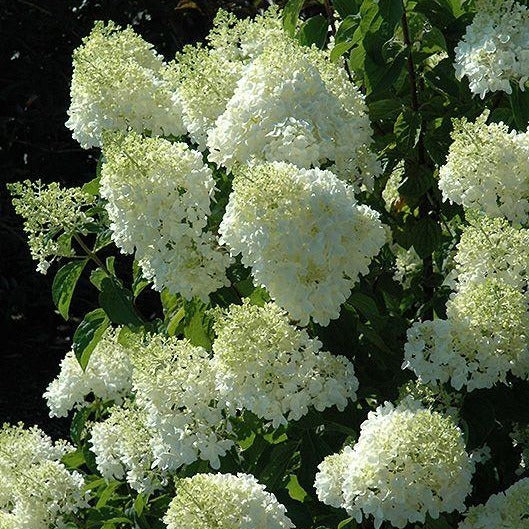 Limelight Hydrangea