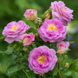 Spring Hill Nurseries Arctic Blue Floribunda Rose Dormant Bare Root Plant with Lavender Color Flowers (1-Pack) 74241