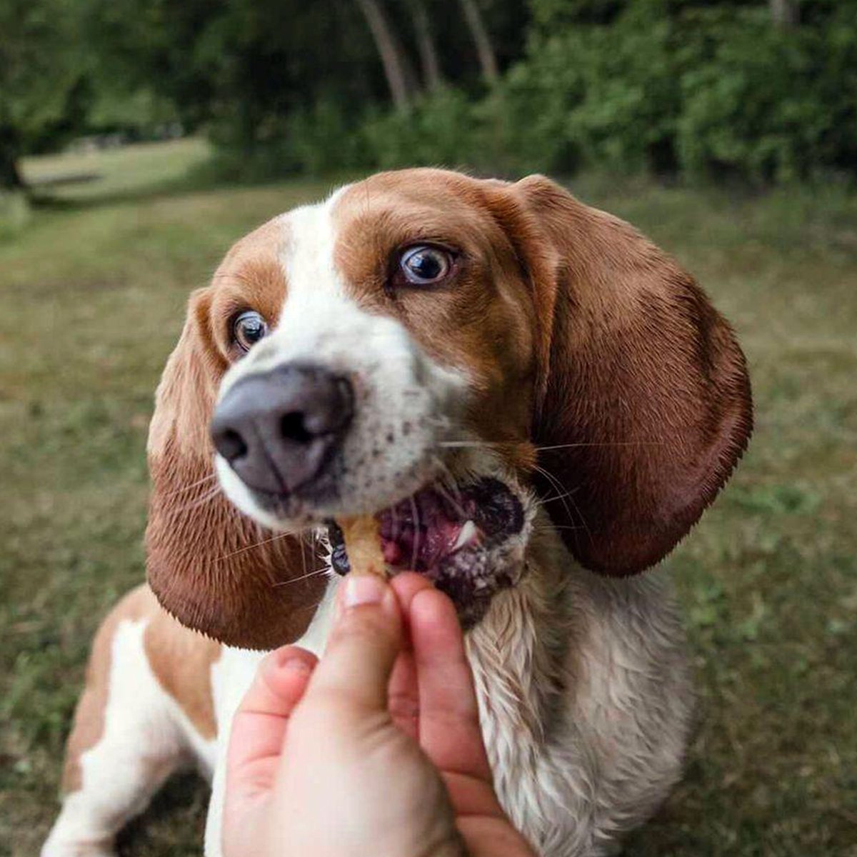 Beg and Barker Farmyard and Pasture Variety Variety Chicken， Pork， Turkey and Beef Liver Dog Jerky Treats