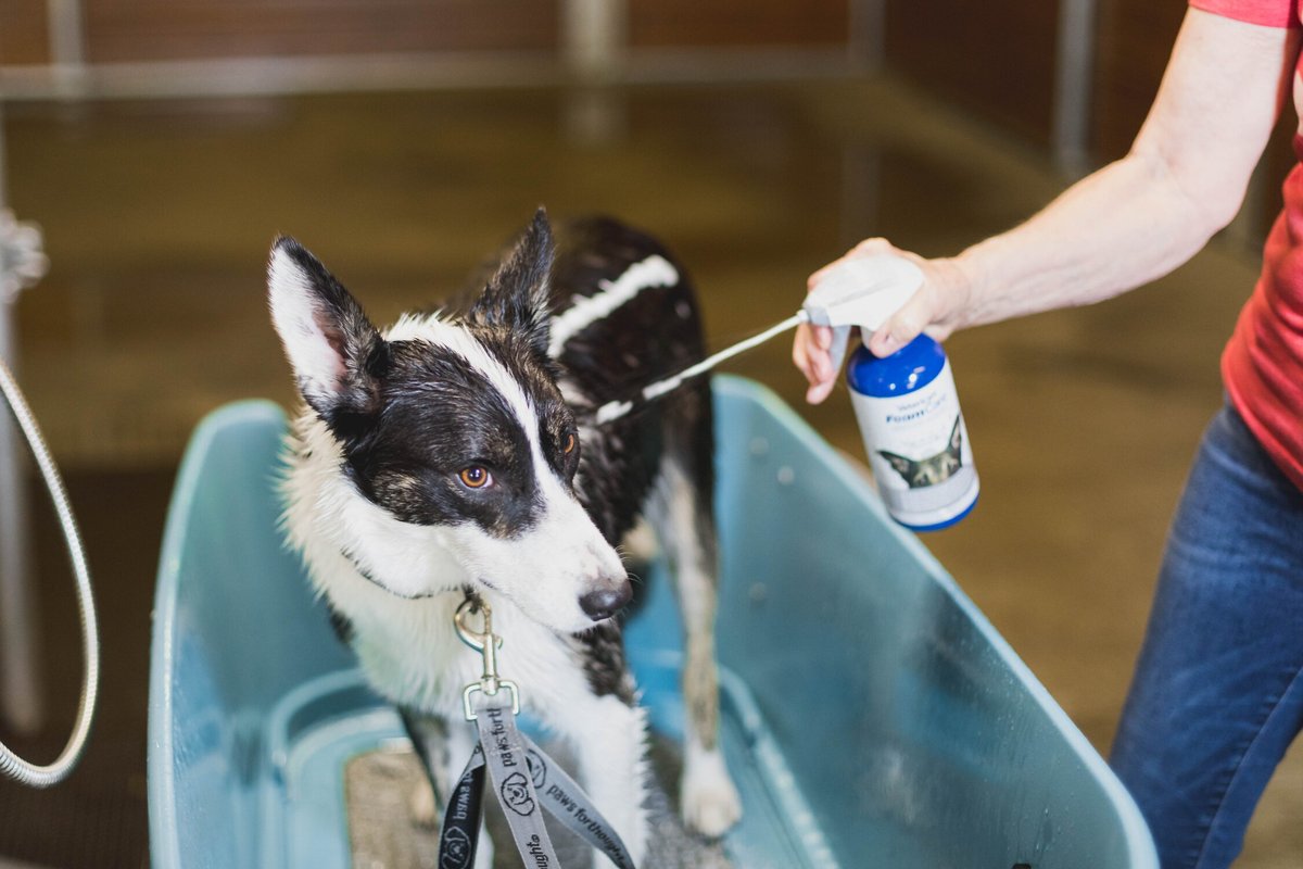 Vetericyn FoamCare Medicated Shampoo for Pets