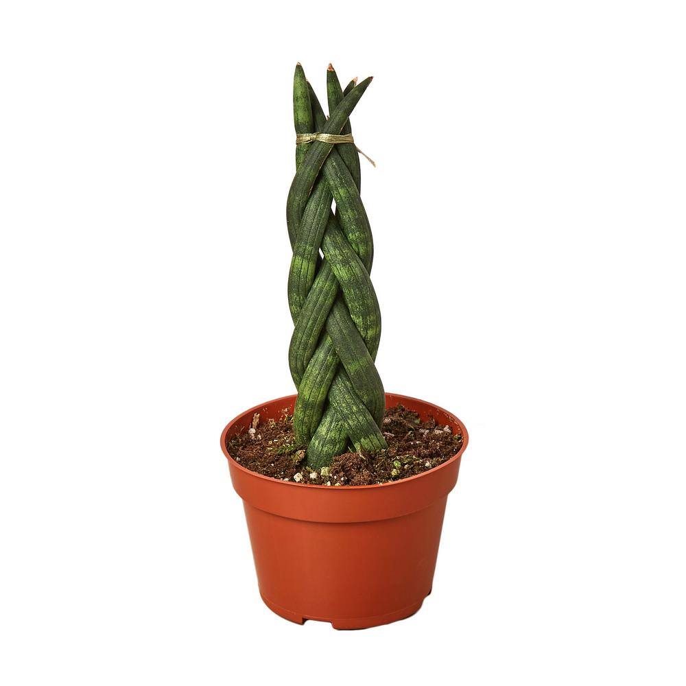 Snake Plant Braided (Sansevieria cylindrica) Plant in 4 in. Grower Pot 4_SNAKE_BRAID