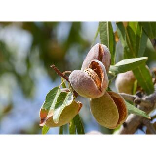 Online Orchards Halls Hardy Almond Tree Bare Root NTAL003