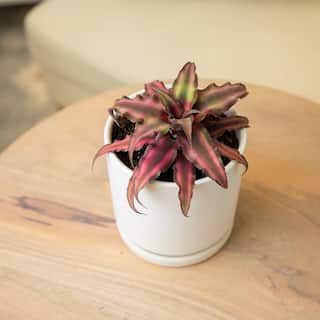 SMART PLANET 9 cm Cryptanthus Bivittatus Red 0872358