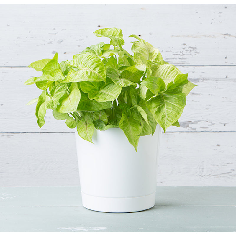 FLOWER POT WHITE 10