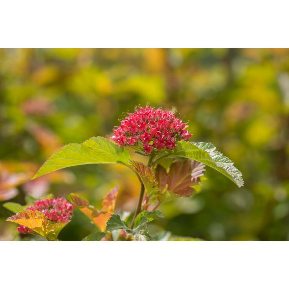 FIRST EDITIONS 2 Gal. Amber Jubilee Ninebark (Physocarpus) Live Shrub with White Flowers O58412F