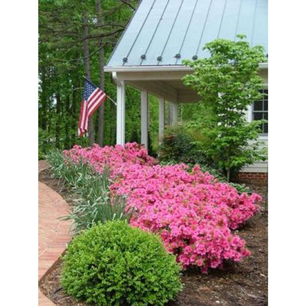 BELL NURSERY 1 Gal. Renee Michelle Azalea Live Evergreen Shrub Deep Pink Ruffled Flowers (3-Pack) AZLEA1RME3PK