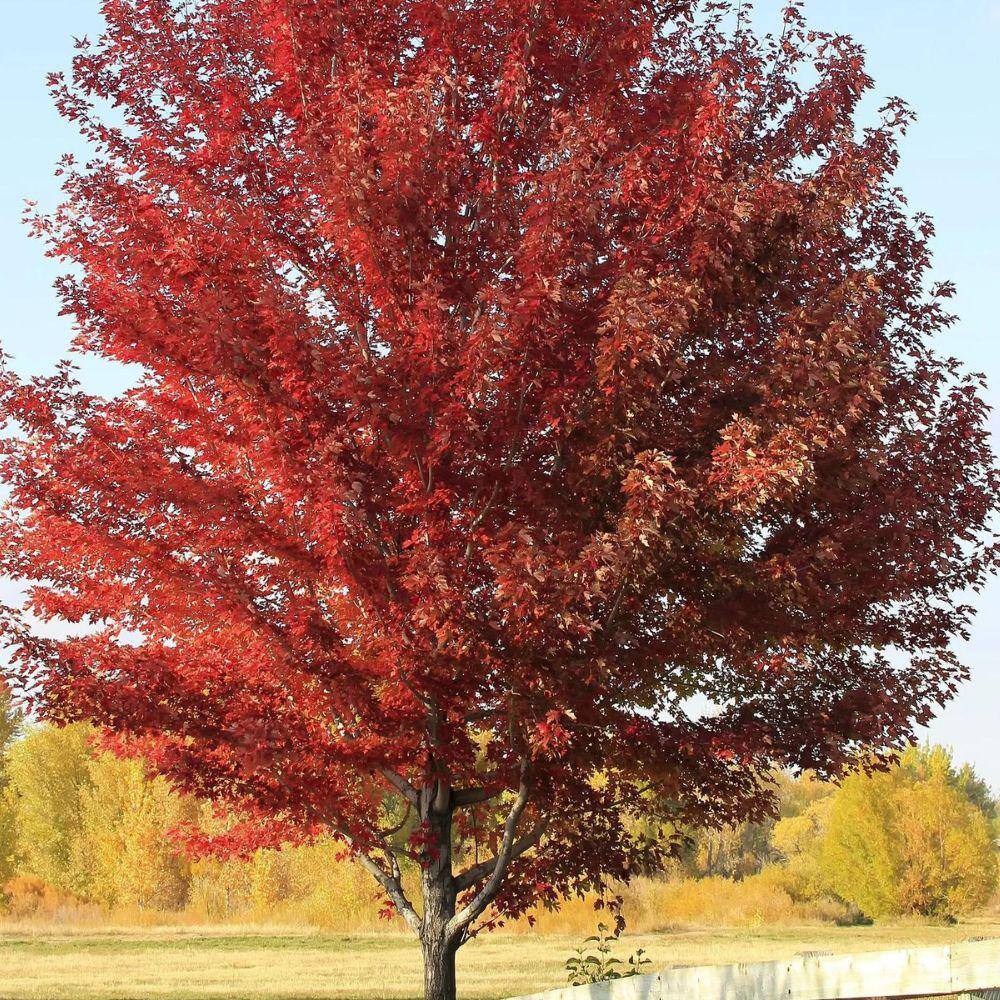 7 Gal. Sun Valley Maple Shade Tree MAPSVA07G