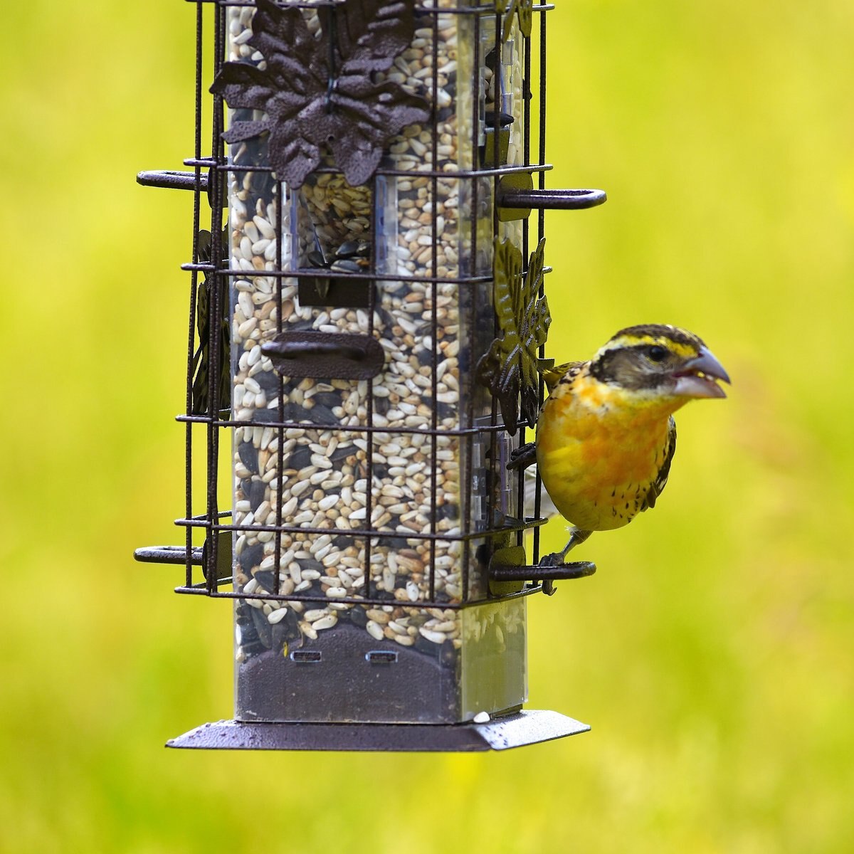 Perky-Pet Squirrel-Be-Gone Wild Bird Feeder