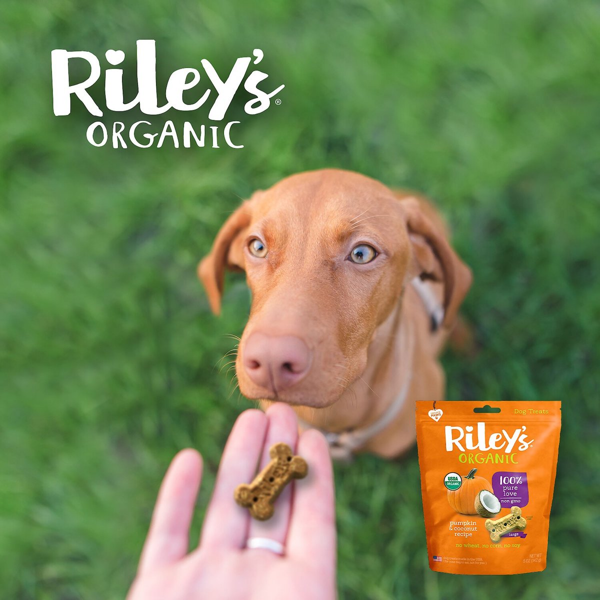 Riley's Organic Pumpkin and Coconut Large Bone Dog Treats， 5-oz