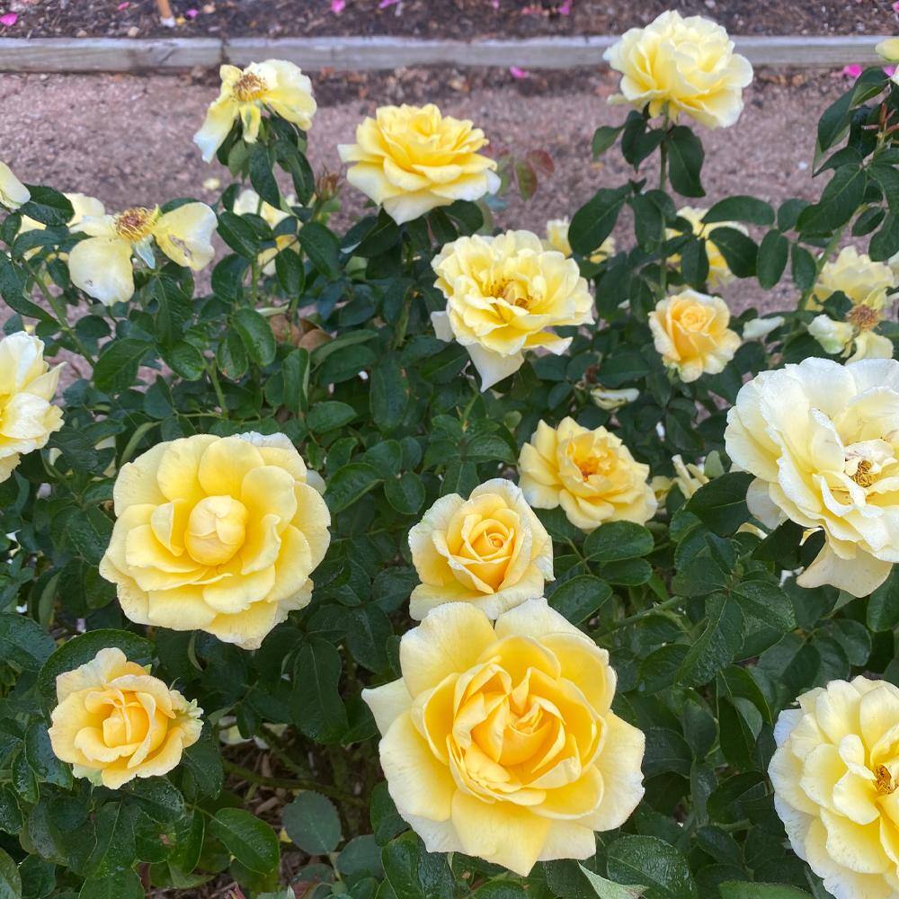 MY LANDSCAPE 2 Gal. Bee Heaven Rose with Yellow Flowers 17554