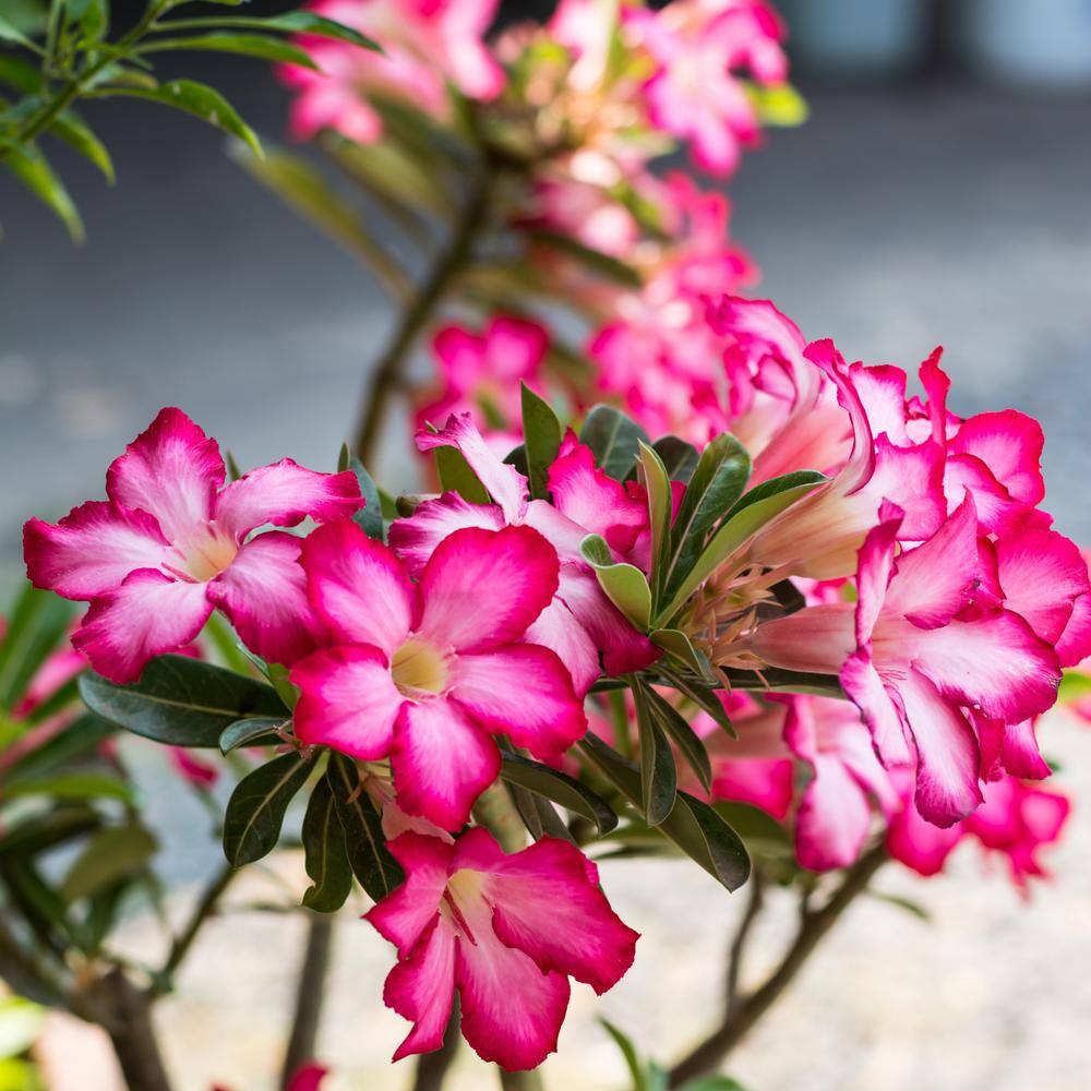 national PLANT NETWORK 2.5 qt. Cottage Hill Pink Blooming Desert Rose Plant HD1011