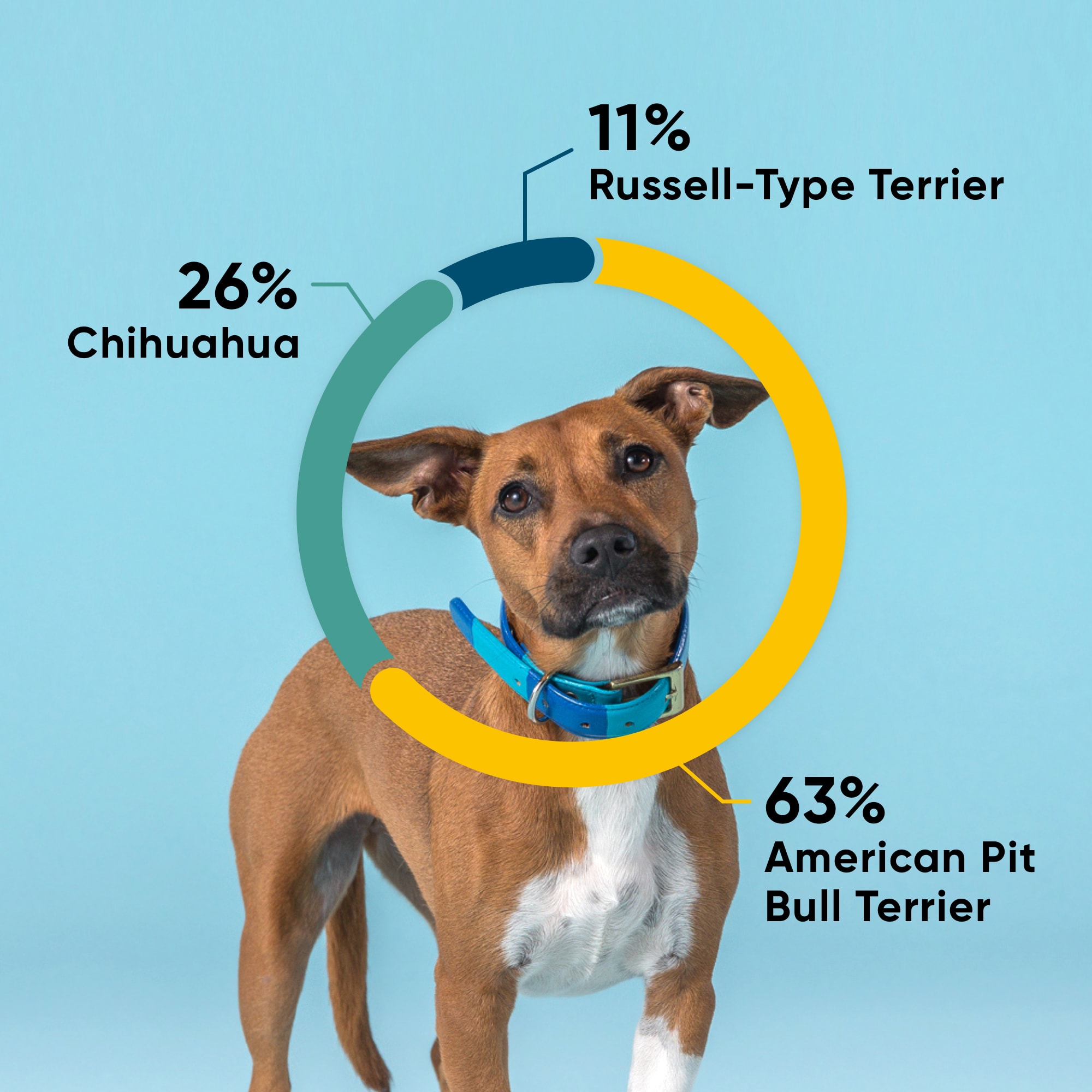 EMBARK VET Breed amp; Health Dog DNA Test