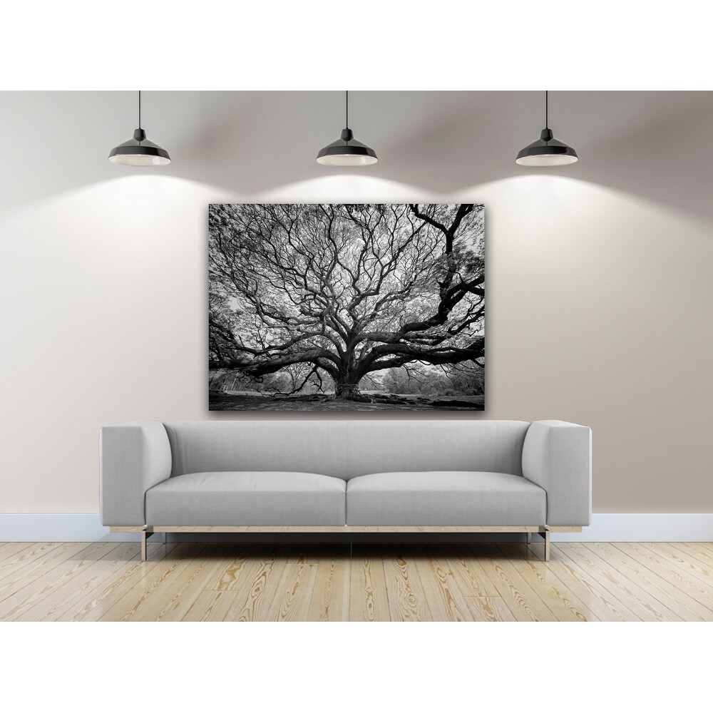 Tree of Wisdom Photography Canvas Art