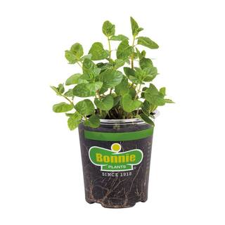 Bonnie Plants 19 oz. Spearmint Herb Plant 1003800531