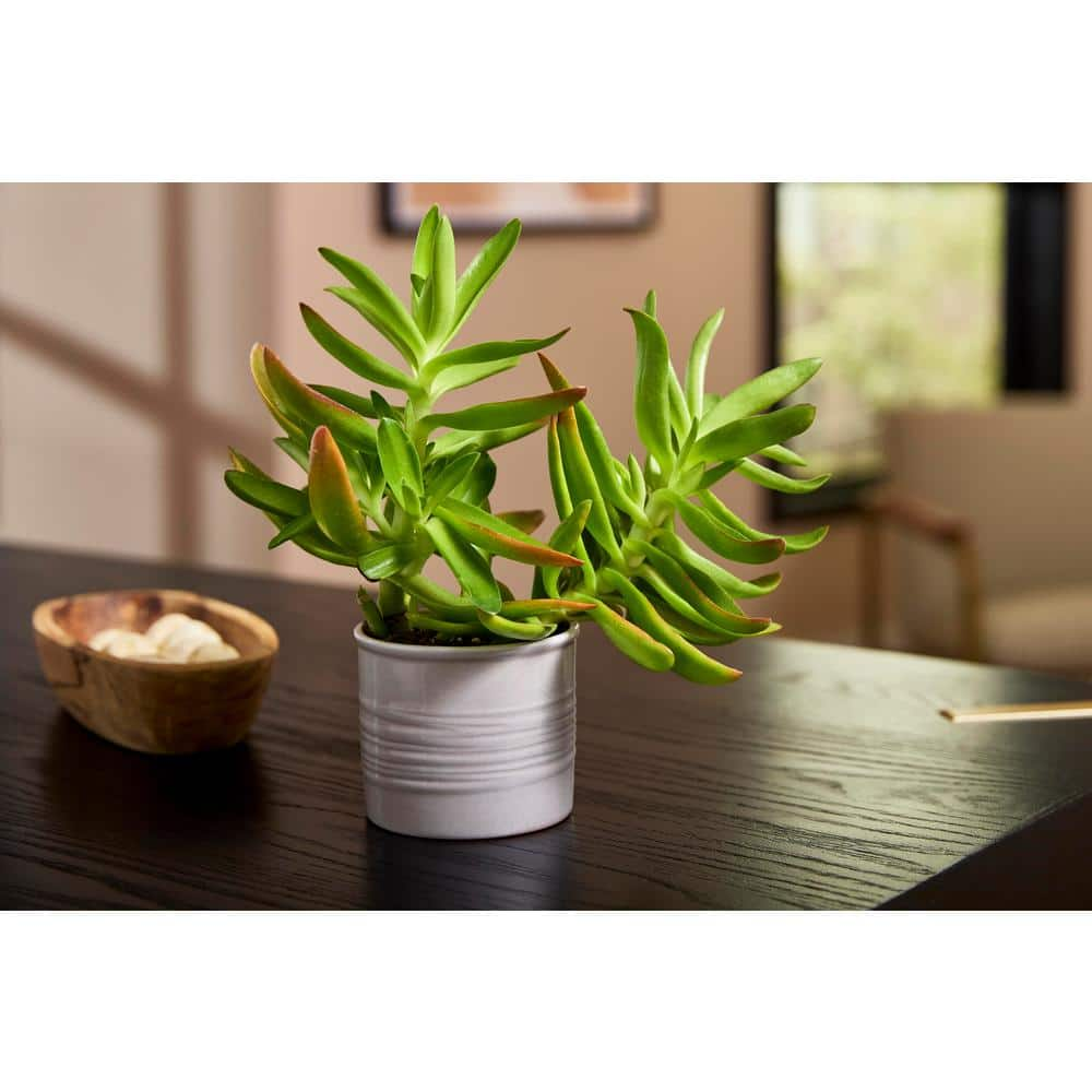 Vigoro 3.1 in. x 3.1 in. D x 2.8 in. H Taft Small Warm Gray Ceramic Pot 57554