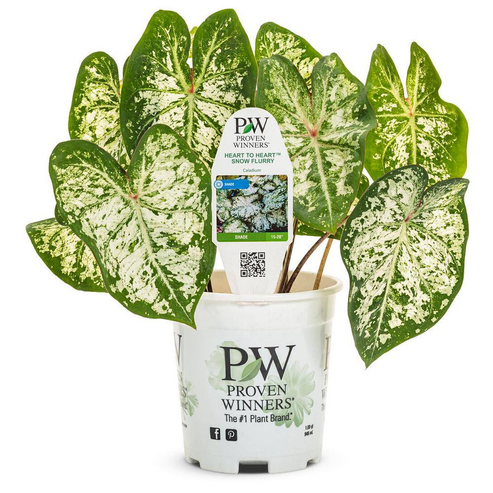 PROVEN WINNERS 1 qt. Caladium 'Snow Flurry' Annual Live Plant White and Green Foliage (4-Pack) PWCDM1SFW4PK