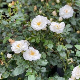 PROVEN WINNERS 4.5 in. qt. Oso Easy Ice Bay Rose (Rosa) with White Flowers ROSPRC1157800