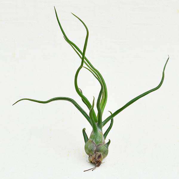 Air Plant, Tillandsia bulbosa - Plant