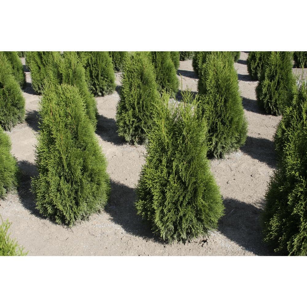 2.25 Gal. Emerald Green Arborvitae (Thuja) Live Evergreen Shrub 1000043378